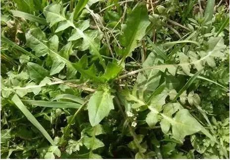 常见中草药图片及讲解,身边常见的中草药功效大全