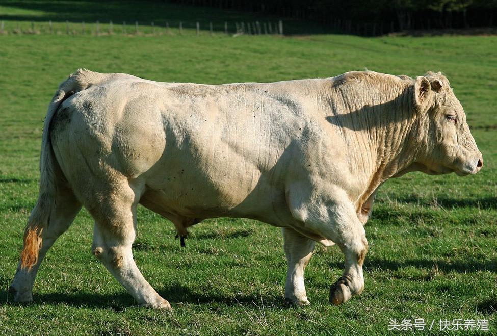 夏洛莱公羊的优缺点,夏洛莱牛的饲养与管理