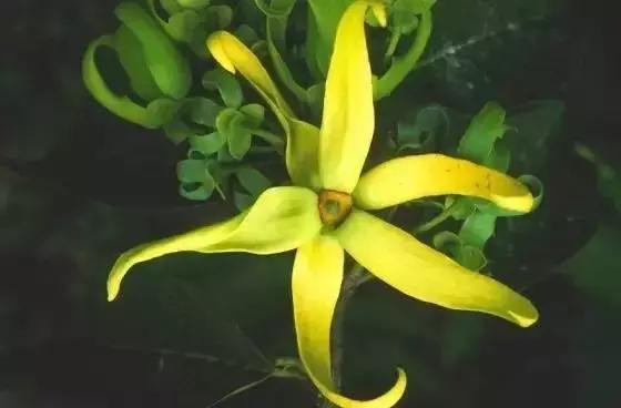 香奈儿2015年爆款,2023年香奈儿邂逅香水新款