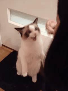 各种各样的很可爱又很好看的猫,各种可爱猫