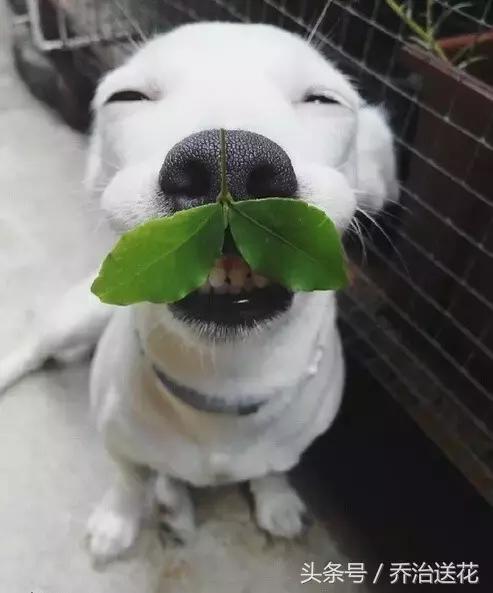 难得一见的好看狗,你见过有如此灵性的狗吗