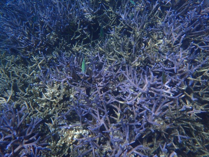 一起去帕劳旅游,去帕劳旅游自由行攻略