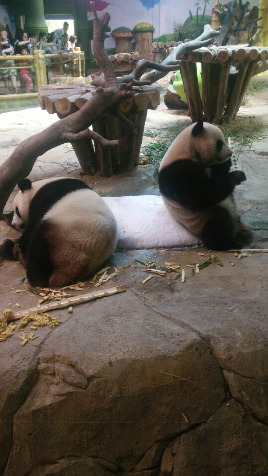 广东长隆野生动物园旅游攻略图片,长隆野生动物园国宝有几只