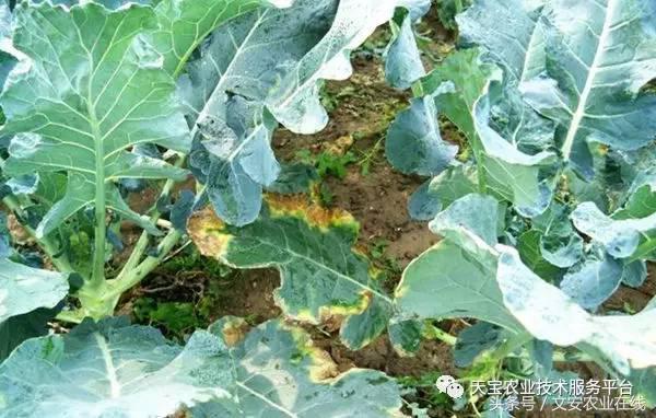 西兰花黑心是什么原因引起的,西兰花黑心病用什么药