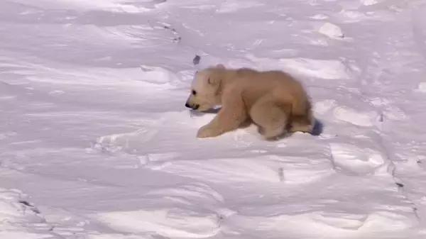 地球神奇的一天纪录片完整版,给孩子看的纪录片神奇地球