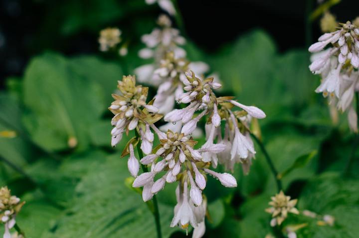 感受战斗民族的霸气,感受战斗民族的热情