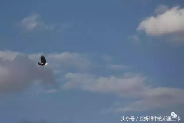 风动？树动？心动！致你，Kenya