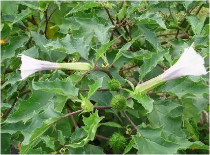 身边常见草药图片及价格,身边最常见的中草药图片大全