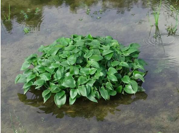 常见中草药图片及讲解,身边常见的中草药功效大全