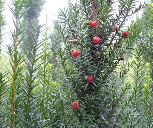 全球最大红豆杉基地,红豆杉行情怎么样
