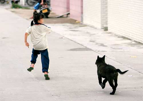 小区养狗扰民亟待解决看网友、律师如何支招?