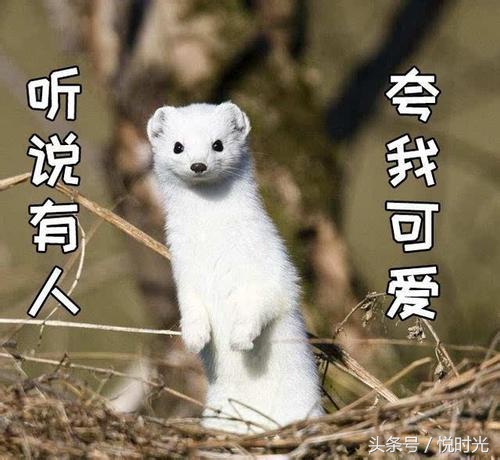 黄皮子坟电影好看还是电视剧好看,黄皮子坟电影好看吗