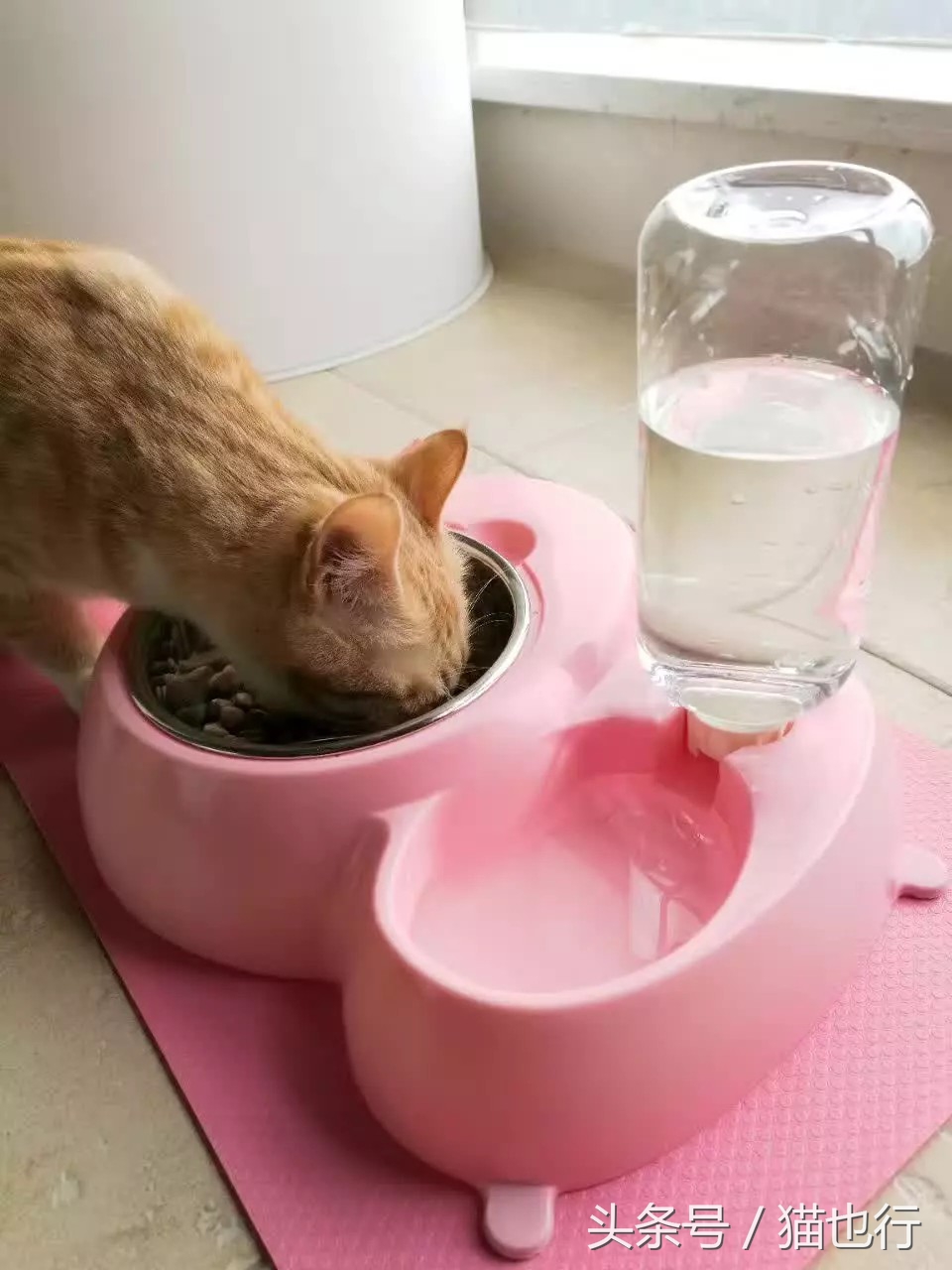 捡的小流浪猫容易养活吗,捡一只流浪猫大概要花多少钱