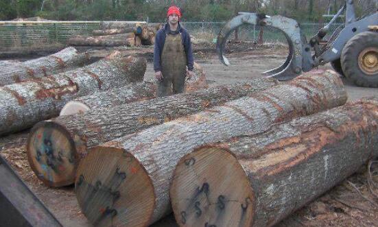 源氏木语橡木是红橡木还是白橡木,橡木皮如何鉴别