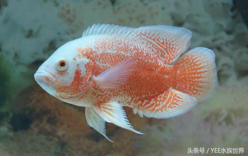 一米五的鱼缸养几条地图鱼合适,地图鱼能和什么鱼一起养好一些