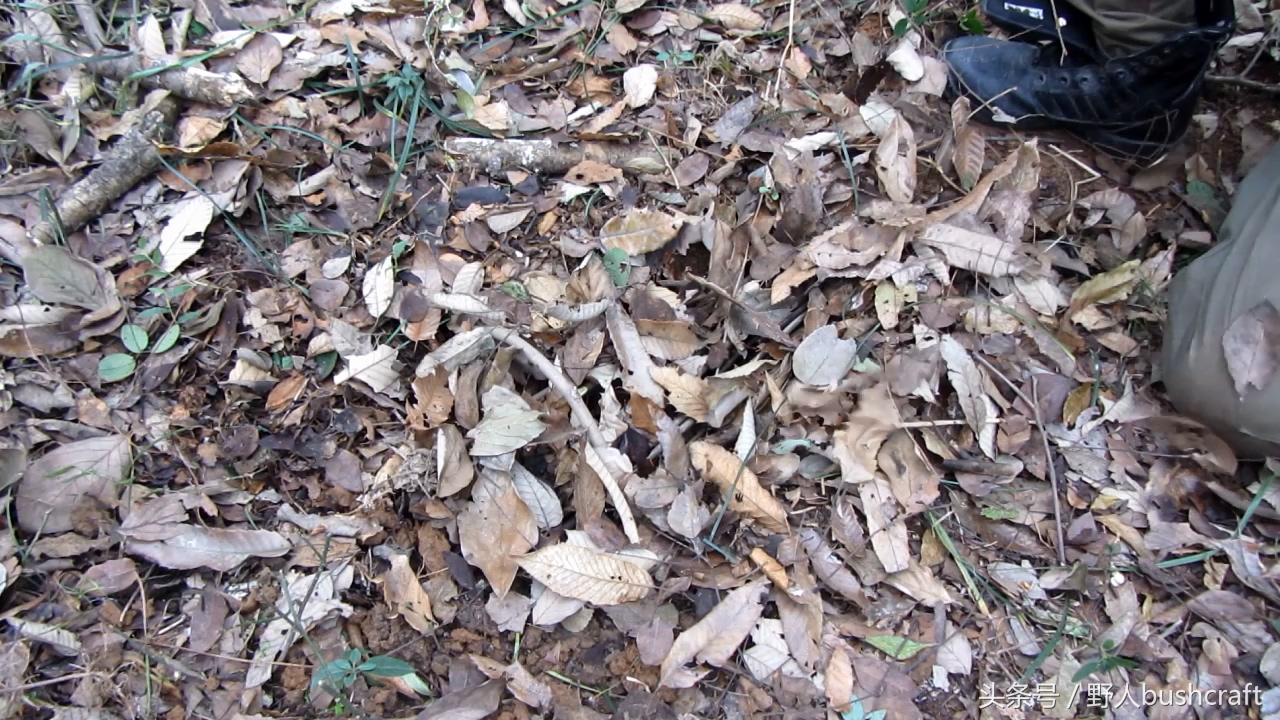 荒野求生非常好用的野鸡野兔吊脚套陷阱