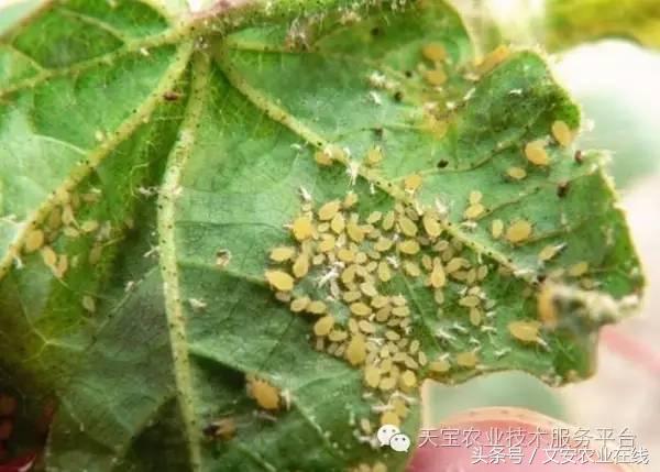 十大类杀虫剂详解不容错过,十大类型杀虫剂