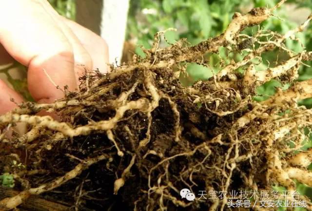 十大类杀虫剂详解不容错过,十大类型杀虫剂