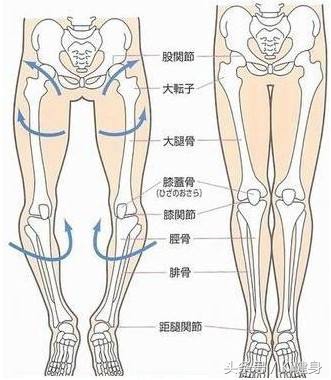 腘绳肌和半月板间隙,膝关节半月板根部解剖