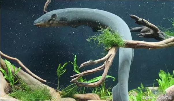 鳗鱼的智商有多高,鳗鱼的神奇之处