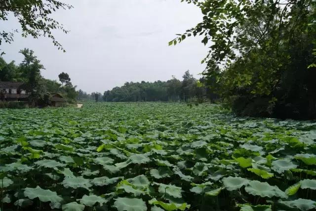 金堂县创建旅游城市,打造天府旅游县