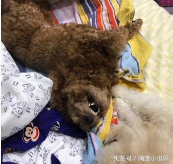 肠胃炎打了一针第二天脑袋昏,肠胃炎打针后依然疼