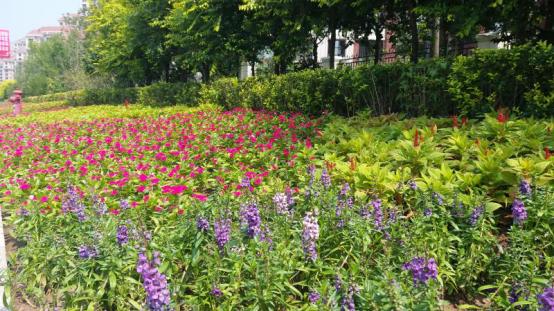 津南区火炬传递视频,津南区火炬传递直播