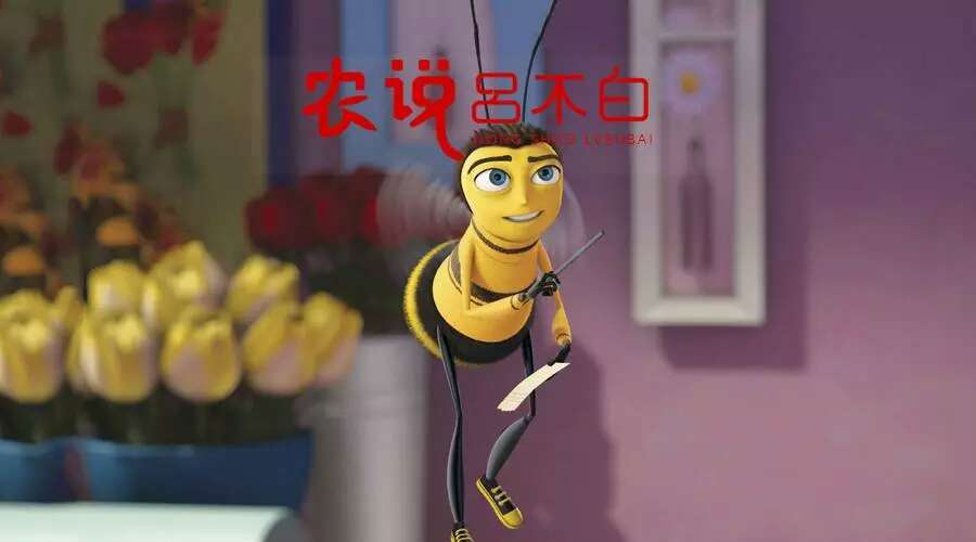 16年坚持用业余时间养蜂,有了好蜂蜜却没有好市场