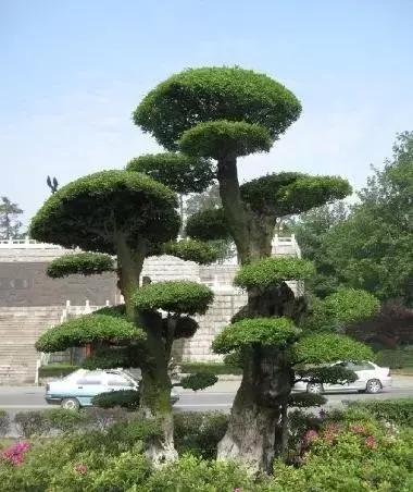 北方室外过冬的盆景对节白蜡盆景,小叶女贞和对节白蜡哪个适合盆景