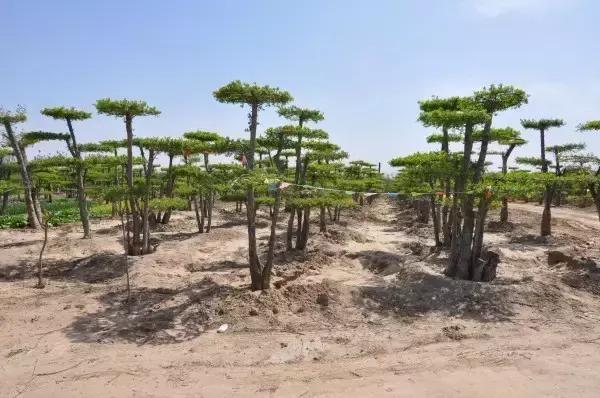 北方室外过冬的盆景对节白蜡盆景,小叶女贞和对节白蜡哪个适合盆景