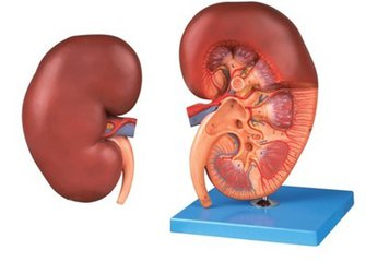 尿毒症患者大概能活多久，怎样做才能延长寿命呢？