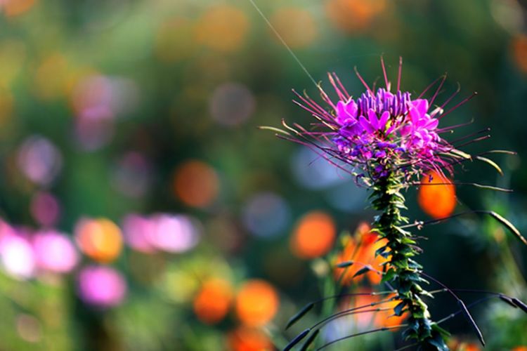 伊滨区万安山山顶公园,洛阳万安山山顶公园照片