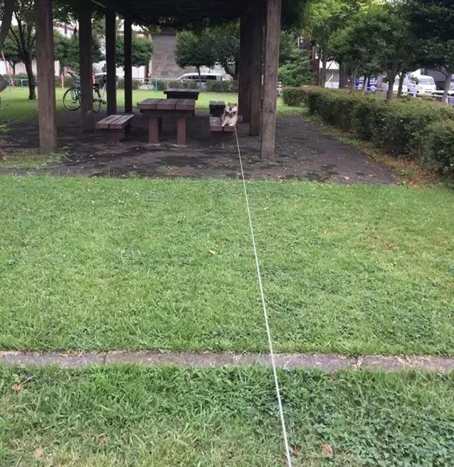 看完再决定要不要养柴犬,千万不要养柴犬