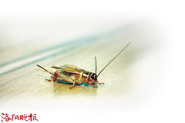 洛阳一市民想问:家里进蛐蛐儿怎么办?
