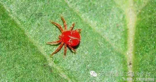 十大杀卵杀虫剂,内吸性杀虫剂十大排行