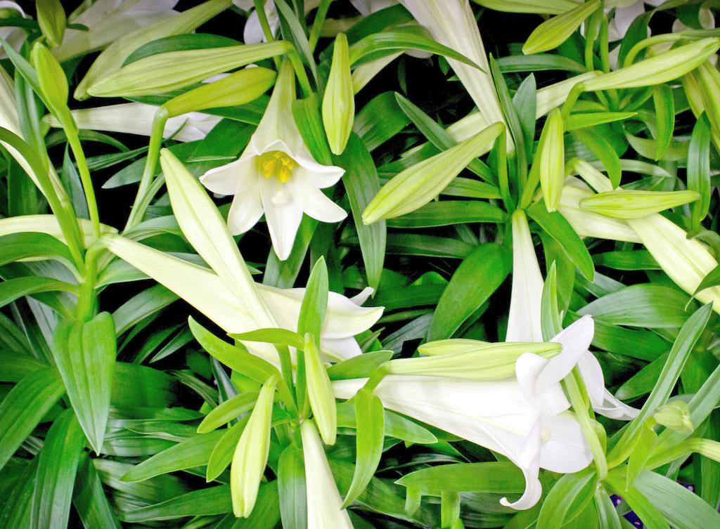 百合百年好合的功效与作用,百合花除了百年好合还有什么寓意