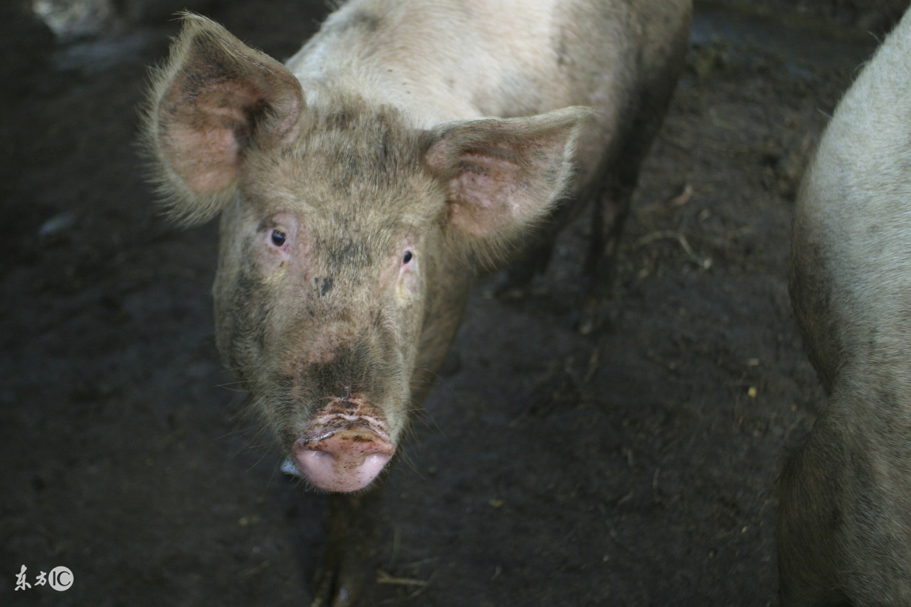 猪病预警；夏秋交接猪皮肤病！