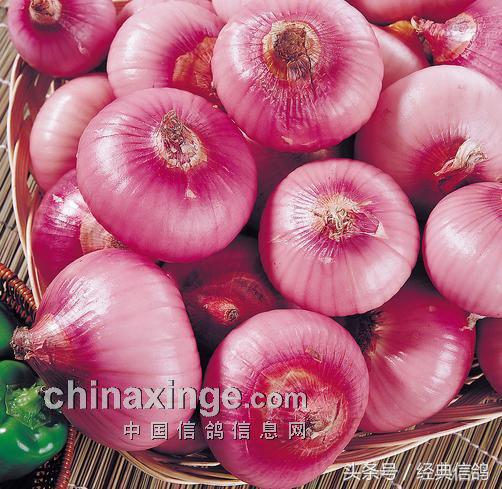 鸽棚里的蚊子怎么有效驱除,夏季鸽棚驱赶蚊虫妙招