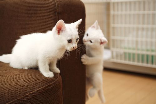 怎么防止猫跳上空调,怎样可以防止夏天猫咪吹空调