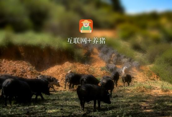 缃戞槗涓佺鍏绘畺瑙嗛,缃戞槗涓佺鍏绘畺妯″紡