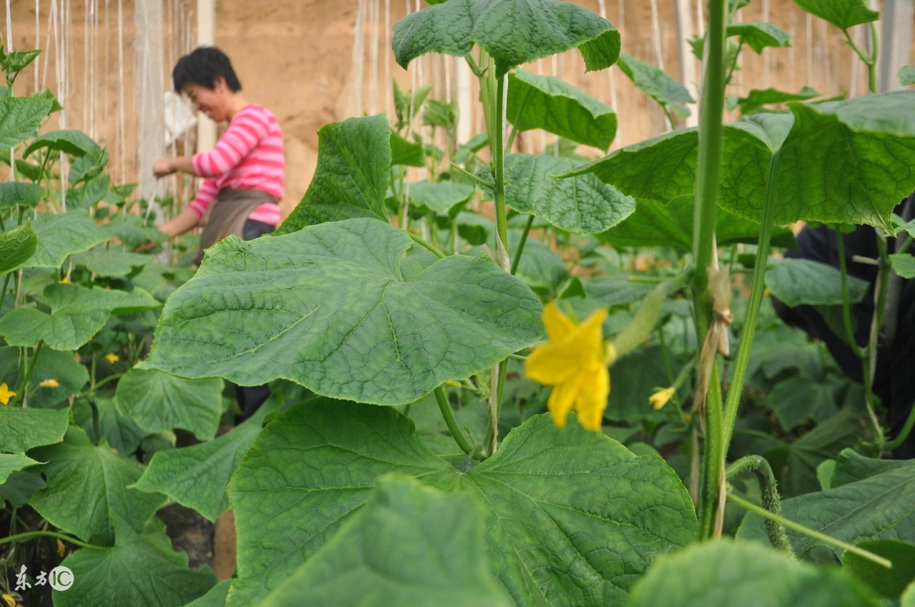 种植黄瓜防虫害的小偏方,黄瓜如何种植病虫害怎样防治