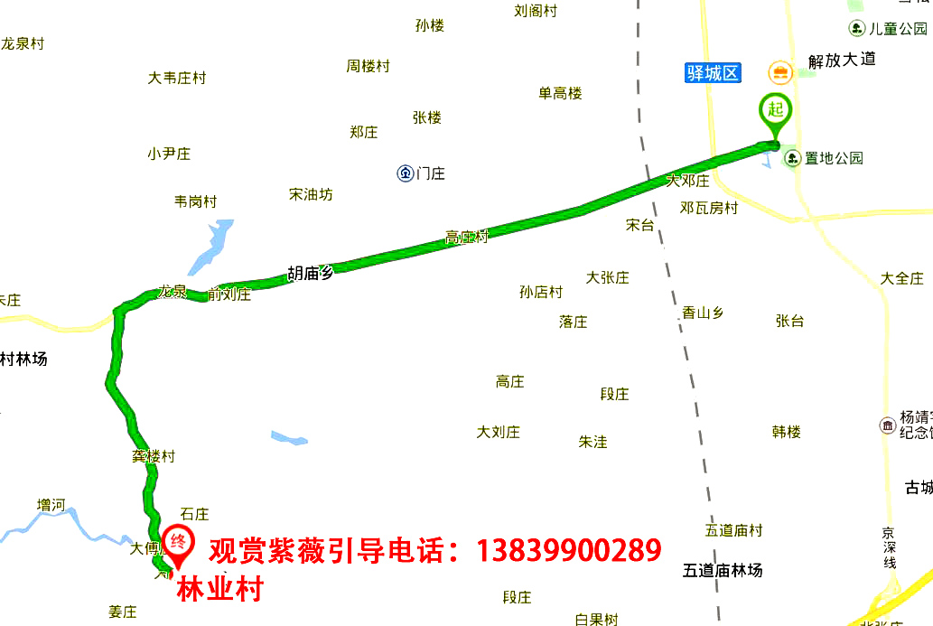 紫薇花盛开在老乐山深处