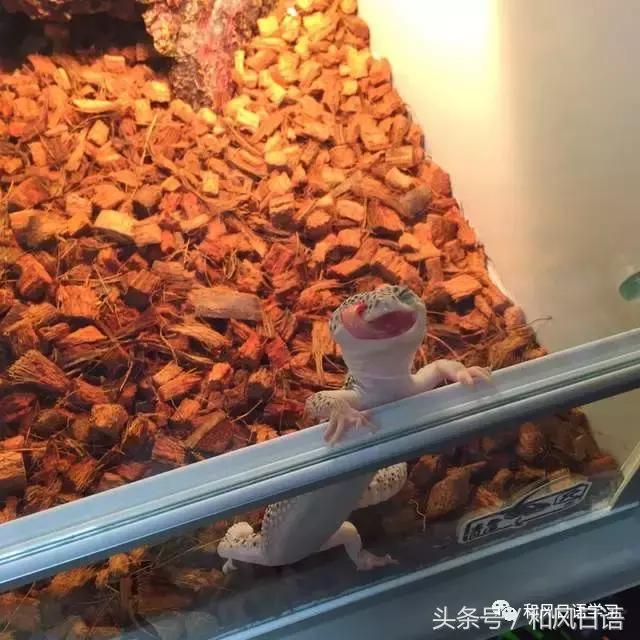 日本可爱小壁虎,日本宠物壁虎