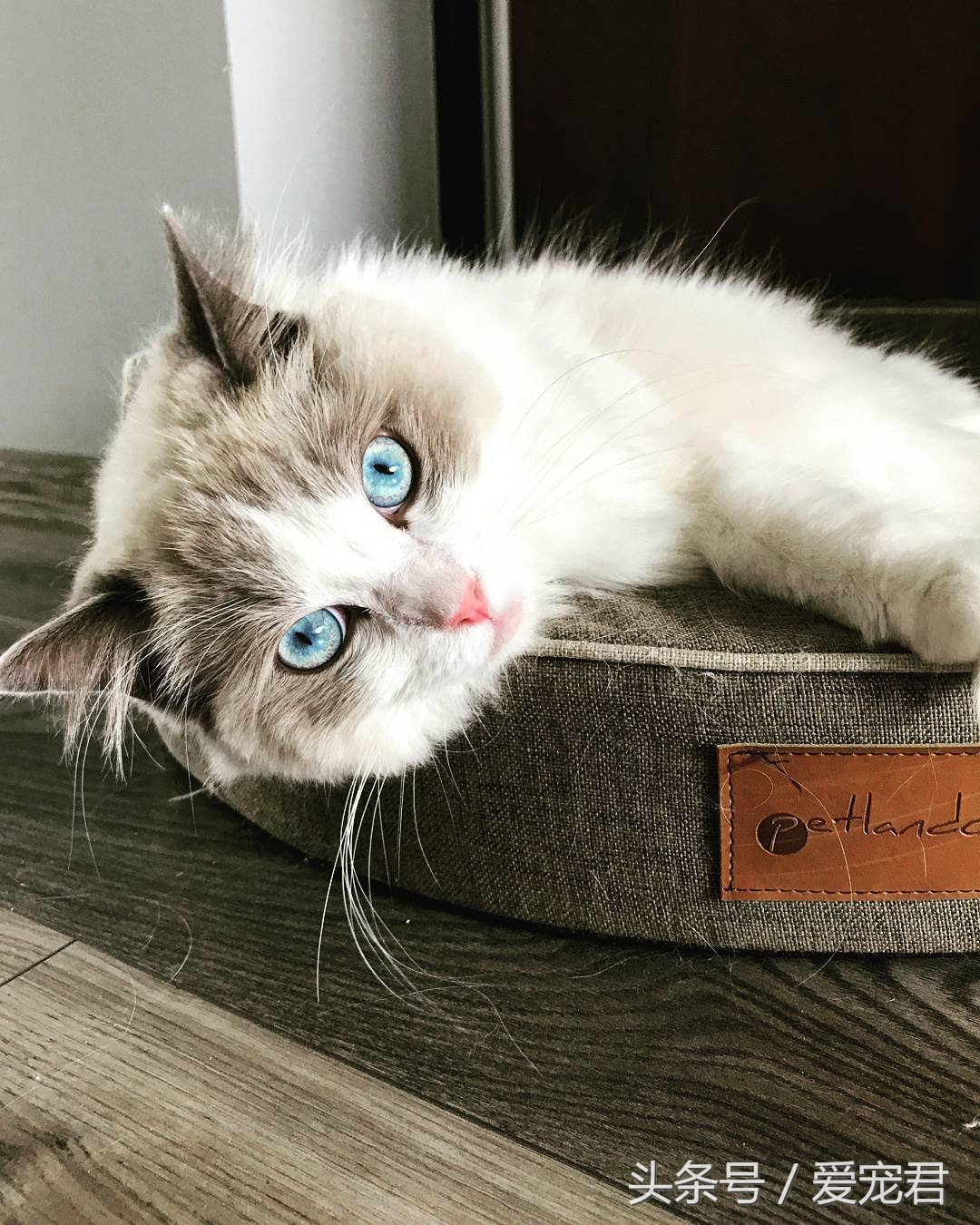 猫咪郁闷可吃什么药,猫咪爱抓东西怎么解决呢