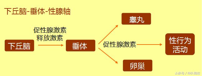 泌乳素型垂体瘤能用中药治愈吗,泌乳素腺瘤可以吃药吗