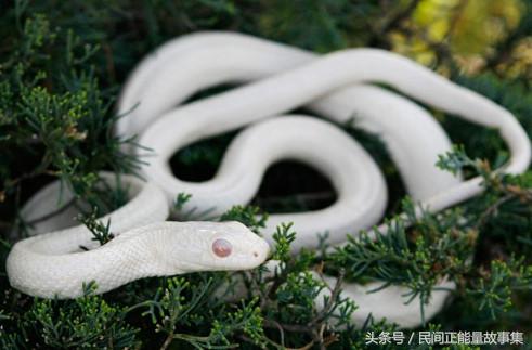 神医深山救治妇人故事,深山寻药真实故事