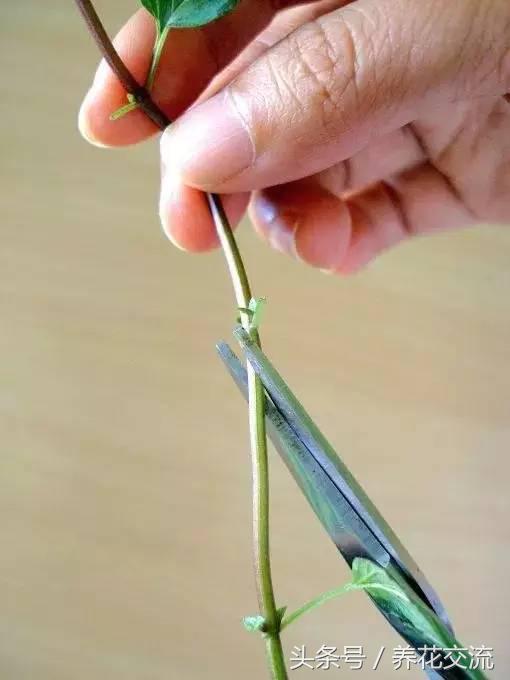 水培薄荷养得特别长怎么办,水培薄荷夏天