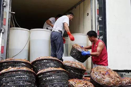 东海开渔节后海鲜什么时候能到,东海全面开渔第一网海鲜被抢空