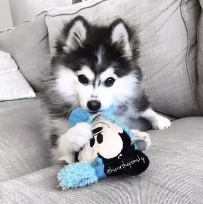 狗狗被臭到后的反应,狗狗被螨虫咬是什么样子的