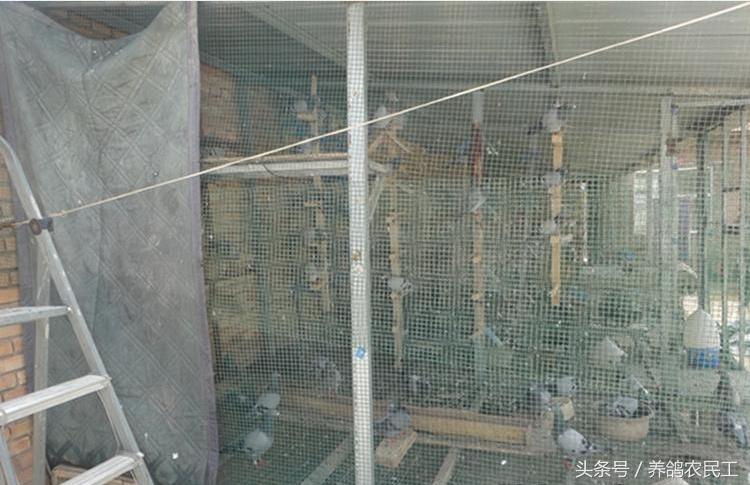 养鸽农民工探访资深鸽友，毫无保留的倾囊相授信鸽可以这样玩！